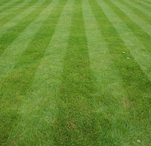 Rolled Lawn